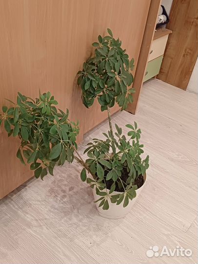 Продам комнатное растение Шефлера