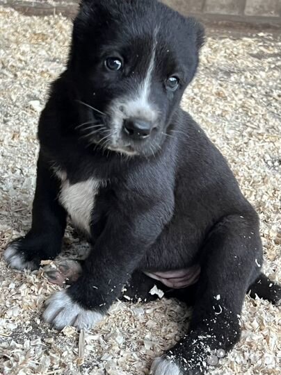 Щенки Алабая