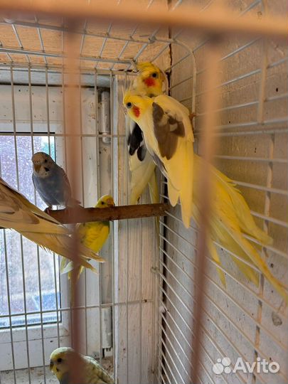 Волнистый попугай и Корелла