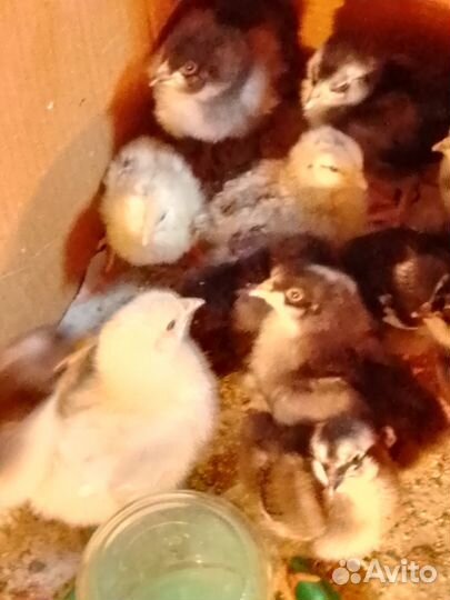 Цыплята породистые и кросс от домашних кур