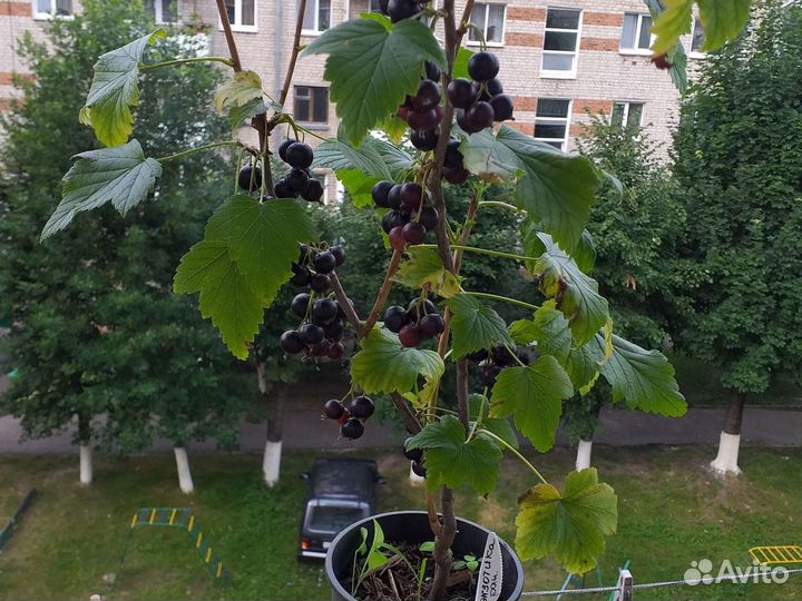 Смородина сортовая черная
