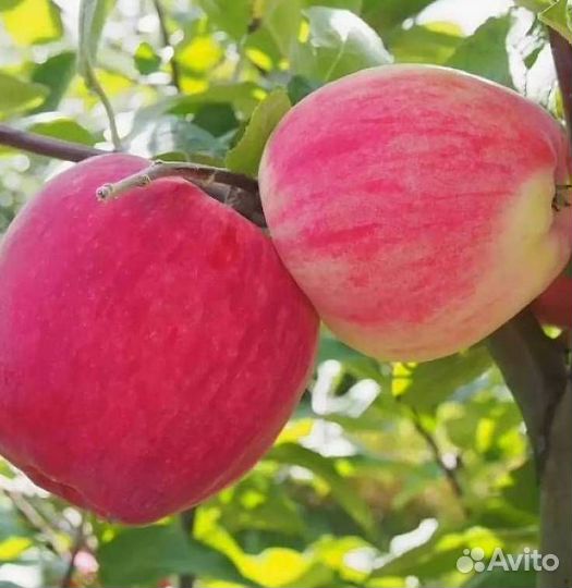 Саженцы яблони Мечта