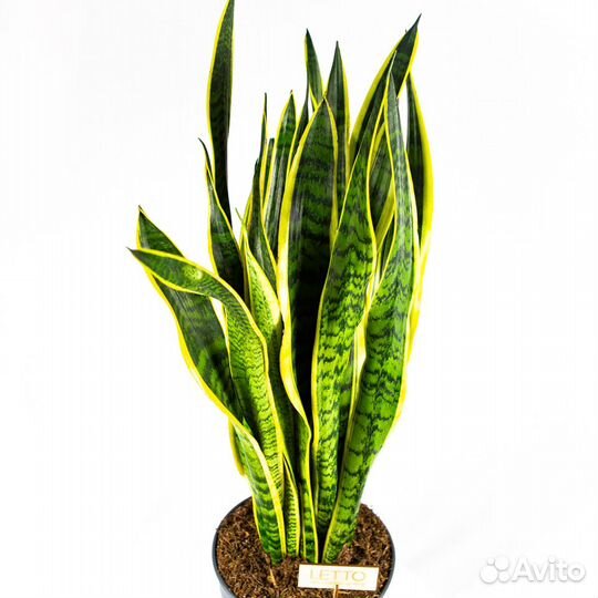 Сансевиерия трёхполосная Sansevieria laurentii 95