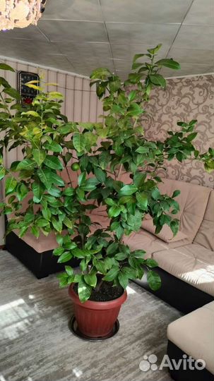 Лимонное дерево