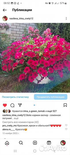 Ампельная петуния (семенная) 0, 5л