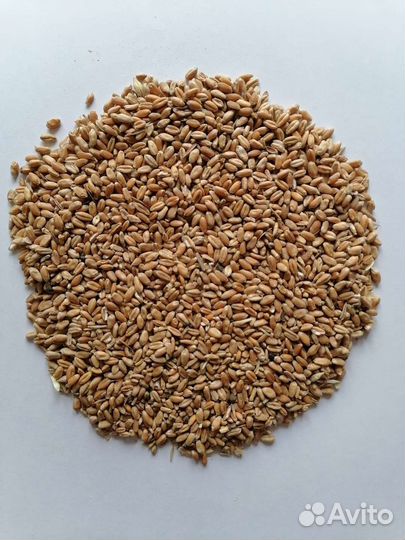 Корм для попугаев и других видов птиц