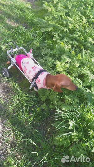 Инвалидная коляска для собак для задних лап