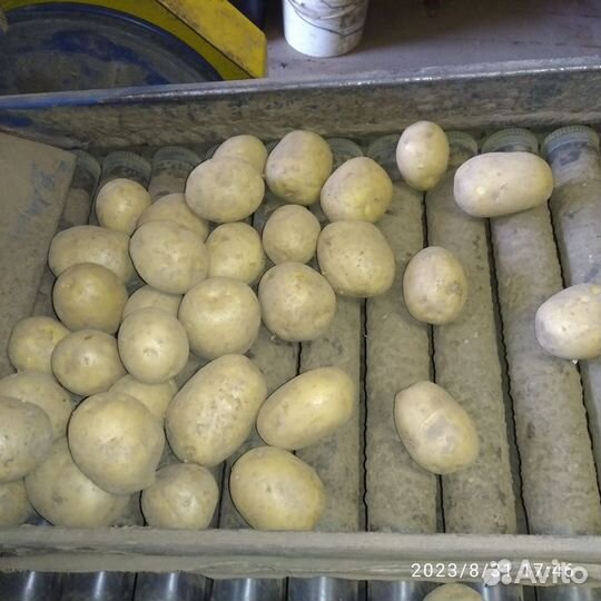 Картофель продовольственный