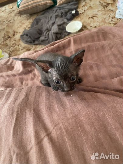 Котятки сфинкс