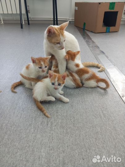 Котята