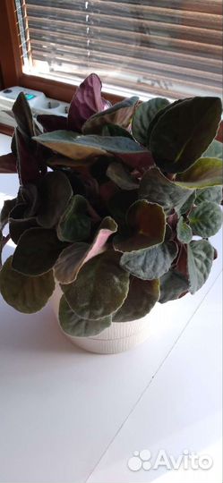 Фиалка в горшках