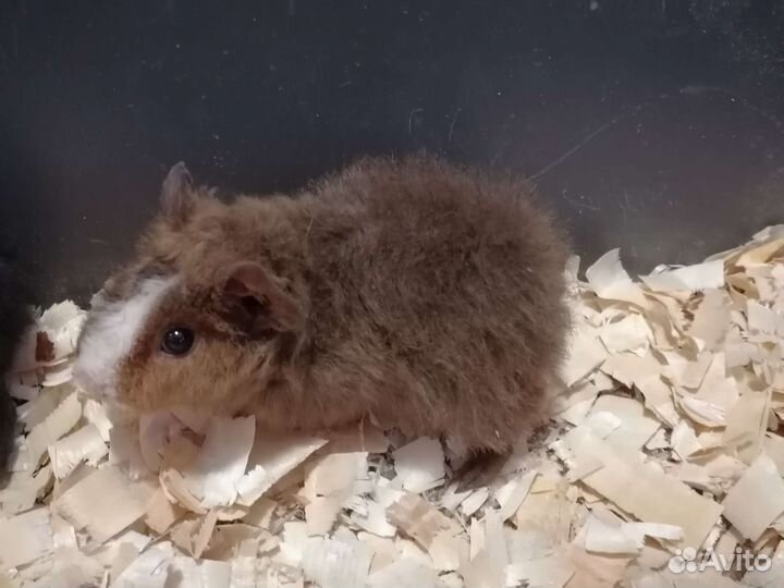 Морская свинка