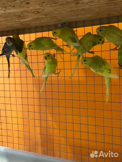 Волнистый попугай