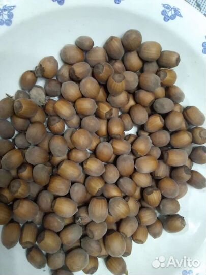 Слива,вишня,крыжовник,орех лещина, боярышник