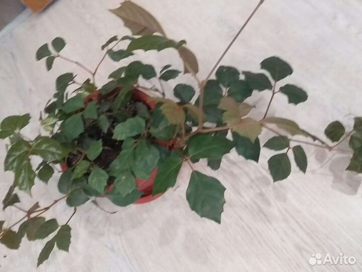 Циссус (комнатный виноград)