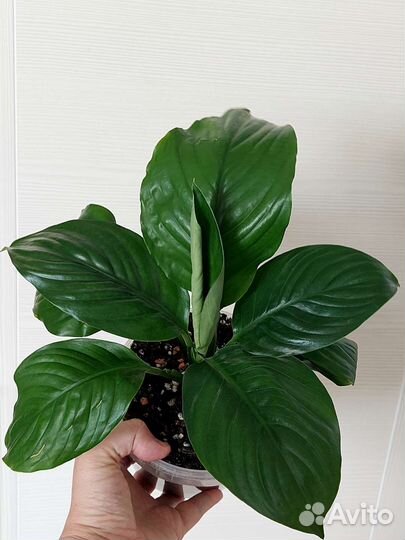 Спилт Милк,Мун Шадоу,Блэк Бьюти,Ангел бэби