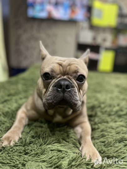 Случка собак ищем девочку