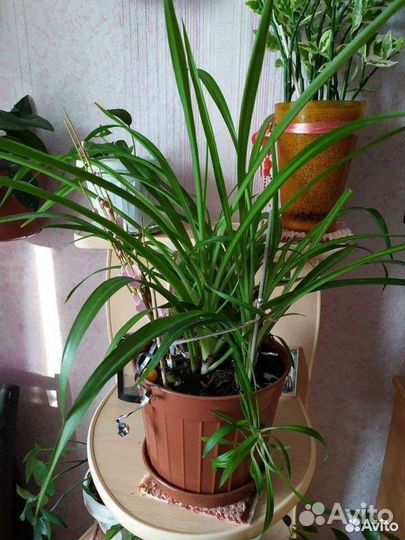 Цветы как на фото