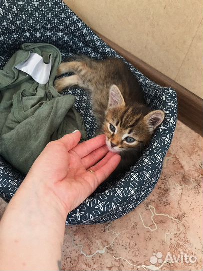 Кошка Пеструша в добрые руки