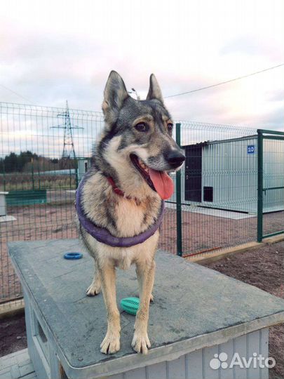 Девочка-лайкоид в добрые руки