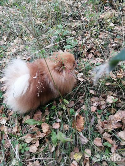 Вязка шпица