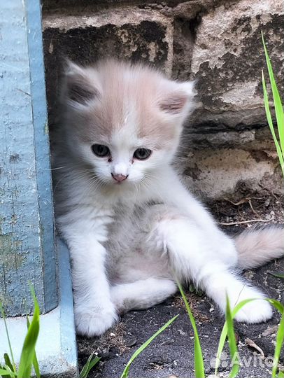 Рыжий котенок в добрые руки бесплатно