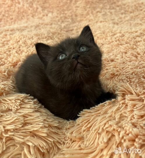 Котята в добрые руки приучены к лотку