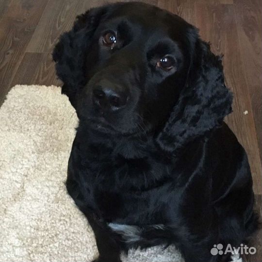 Мальчик для вязки русский охотничий спаниель