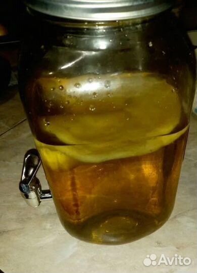 Чайный гриб комбуча