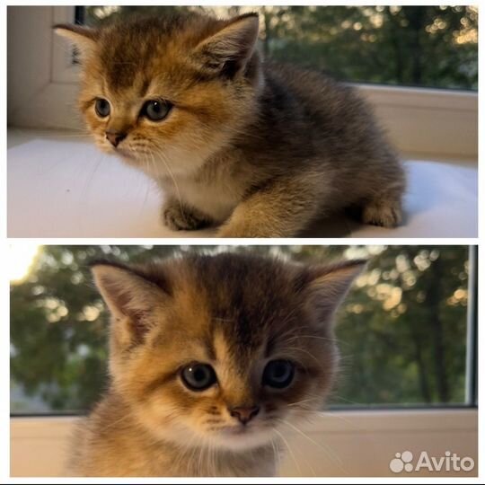 Шотландские котята