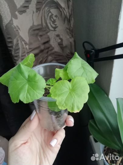 Пеларгония Dovepoint