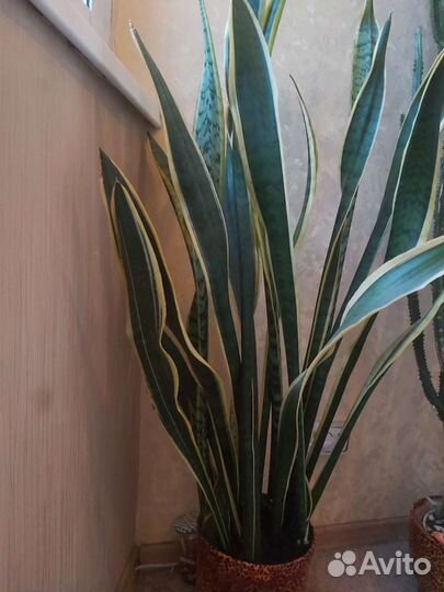 Спатифиллум Женское счастье и щучий хвост