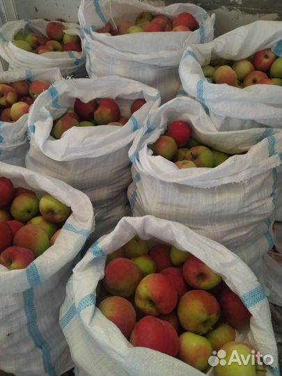 Яблоки оптом