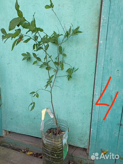 Саженцы алычи жёлтой и облепихи