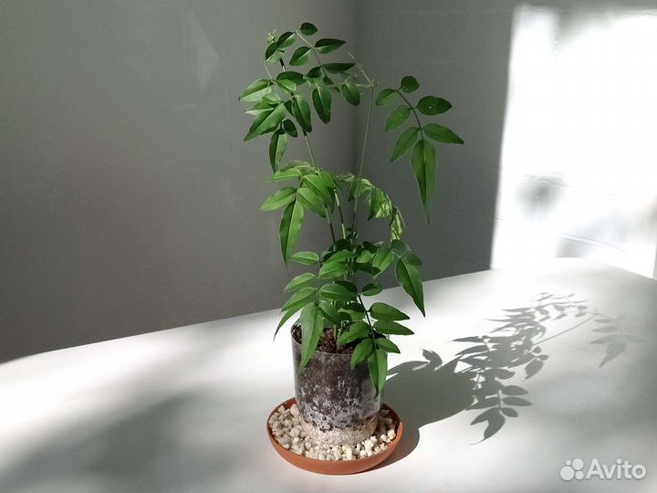 Жасмин комнатный полиантовый