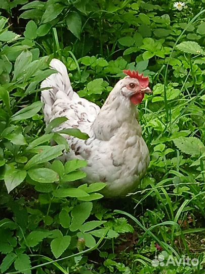 Сильверудд и цветочные куры- инкубационное яйцо