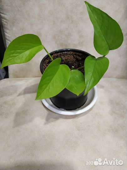 Эпипремнум neon и Н- джой