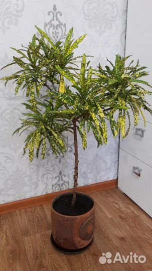 Кодиеум узколистный