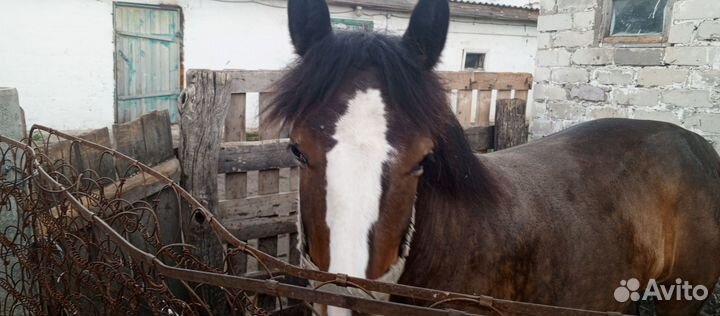 Продам лошадь