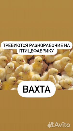 Разнорабочий вахта птицефабрика