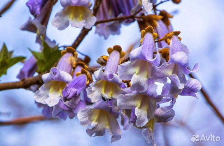 Павловния Войлочная, семена