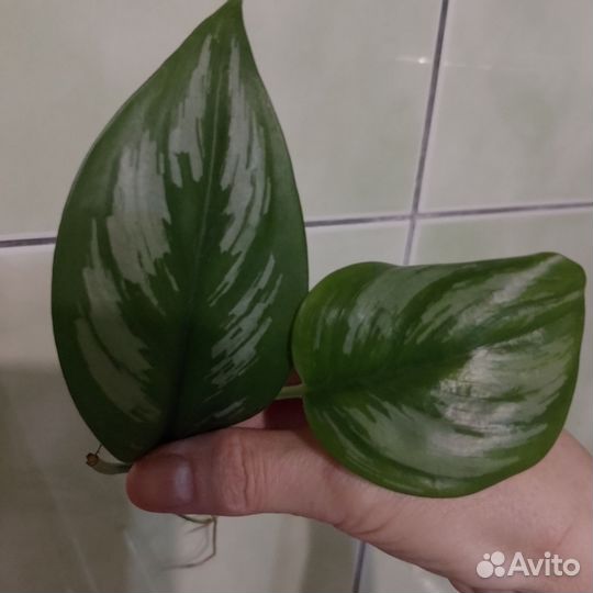 Эпипремнумы, филодендроны
