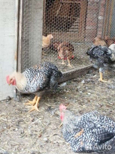 Домашняя птица