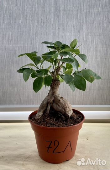 Фикус гинсенг