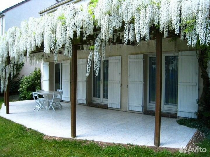 Макростахия -глициния