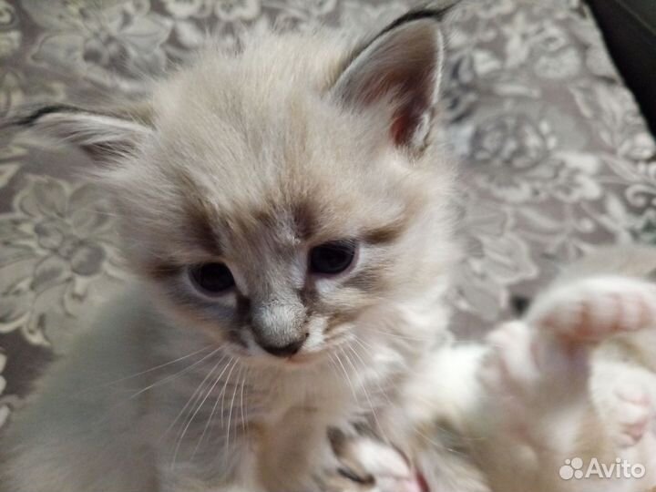 Кошка невская маскарадная