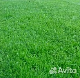 Продажа Рулонного газона