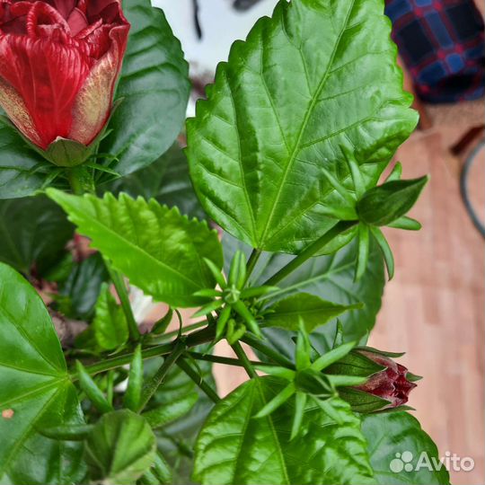 Гибискус китайская роза