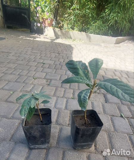 Продам ростки Мушмулы