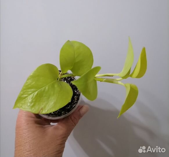 Сциндапсус neon